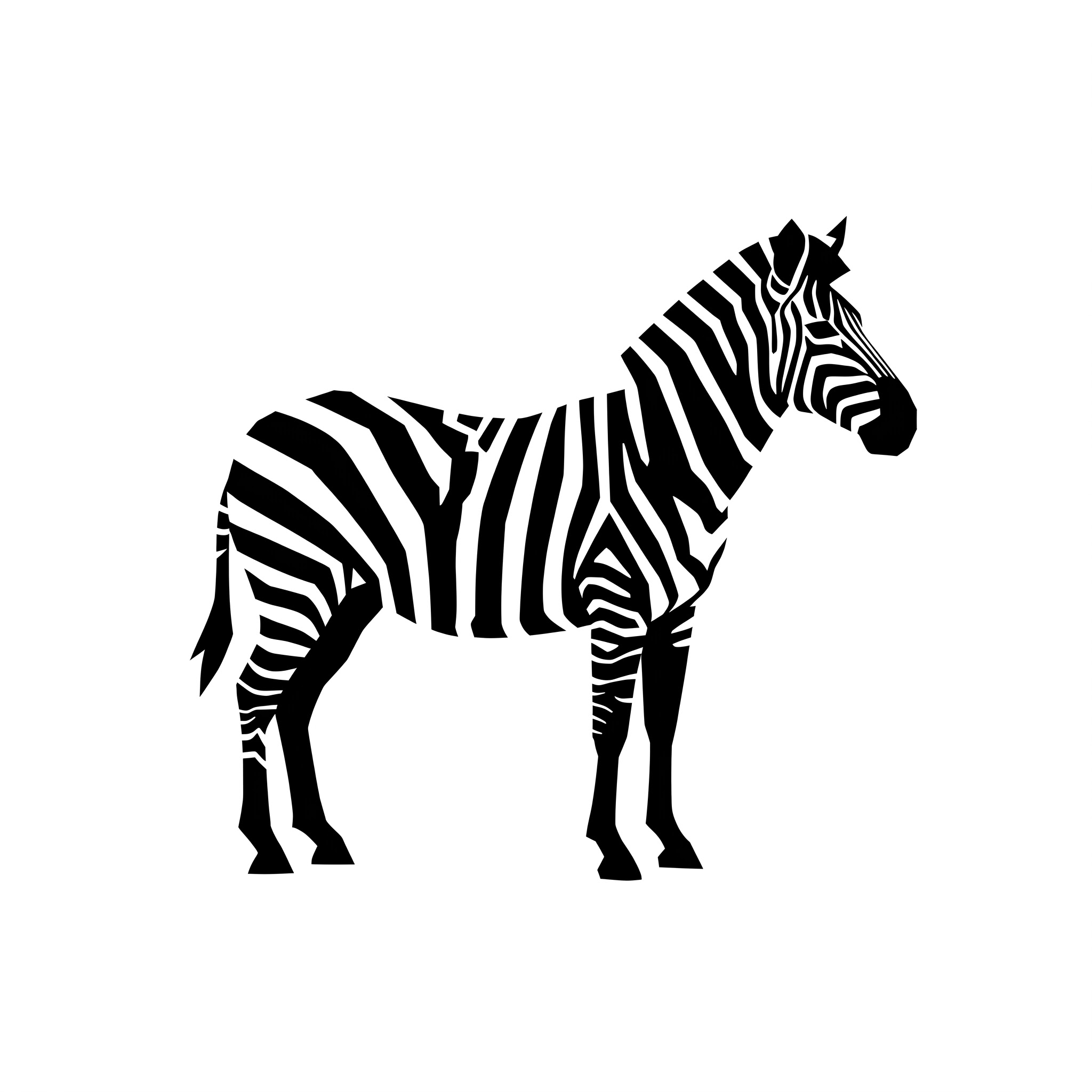 Zebra